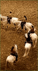 Acadmie du Spectacle Equestre Shows Held at the Chateau de Versailles